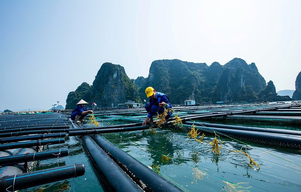 Dùng AI để nuôi tôm giảm phát thải cho ngành thuỷ sản Việt Nam