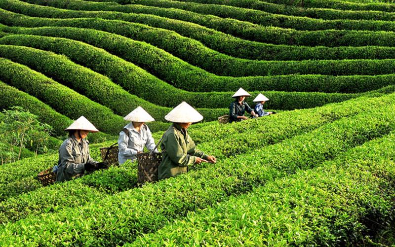 Xây dựng ngành chè Việt Nam phát triển bền vững